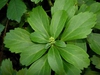 Pachysandra terminalis