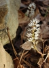 Pachysandra procumbens