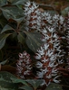 Pachysandra procumbens