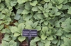 Pachysandra procumbens