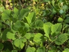 Leaves