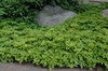 Pachysandra terminalis