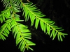 Taxus brevifolia