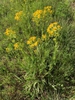 Form