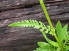 Lobed leaf and stem