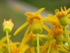 Back of flower