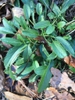 Basal leaves