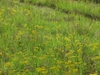 Native habitat