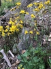 Full Form (Haywood County,NC)-Spring
