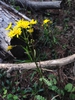 Form