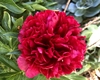 Fully double red flower