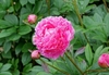 pink, double-flowered flower.