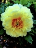 Yellow double flower with orange center.
