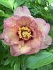 Apricot, semi-double with red flares at the base of the petals.