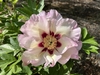 Pink semi-double, with red flares at the base of the petals.