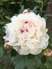 Fully double white flower with red streaks in the center.