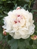 'Festiva Maxima' Peony flower, Orange Co.