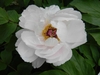 Semi-double white flower