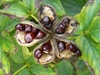 five follicles, open to reveal shiny brown seeds.