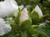 Flower buds with green sepals and white petals.