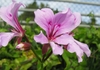 Pale pink flowers with 2 dorsal petals with pink lines.