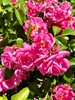 Flower cluster