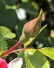 Bud