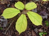 Leaves