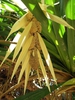 Bracts and male flowers