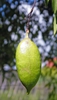 Unripe fruits