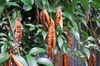 Ripe fruits