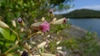 Flower buds