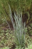 Panic Grass