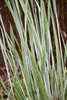 Panic Grass - Up Close Leaves