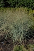 Panicum amarum