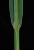 Leaf sheath and hairs (Lambton, Toronto, ON)-Early Fall