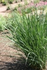 Form