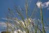 Seed heads in Aug.