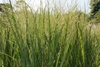 Form
