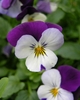 Viola tricolor Flower