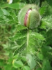 Leaves and flower bud