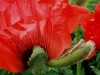 Back of flower