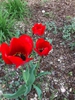 Tulipa fosteriana
