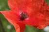 Close up of flower