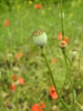 Papaver rhoeas fF