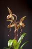 Form