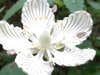Close up of flower