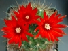 A cluster of bright red flowers with many petals and stamens.