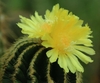 Ribbed cerioid cactus with 2 large yellow flowers.