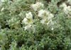 Form